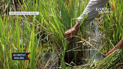 Hama Tungro Serang Padi Di Batola Petani Akui Gagal Panen Video