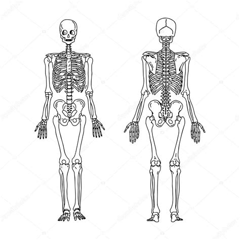 Illustration Vector Hand Draw Doodles Of Human Skeleton From The