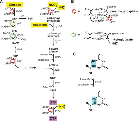 Pyrimidine Synthesis