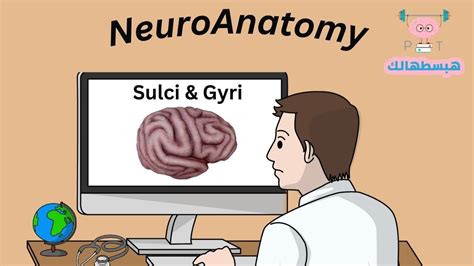 Sulci Gyri Of Cerebral Hemisphere Lateral Medial Inferior