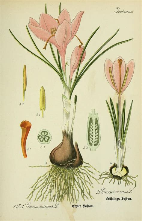 Iridaceae Crocus Sativus Crocus Vernus Illustration Botanic