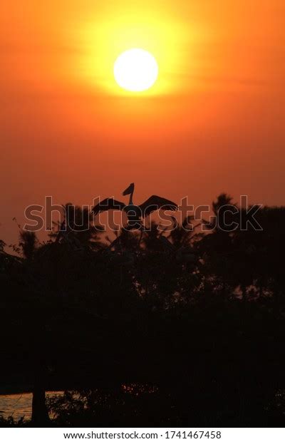 This Shot Kolleru Bird Sanctuary Kaikaluru Stock Photo 1741467458 ...