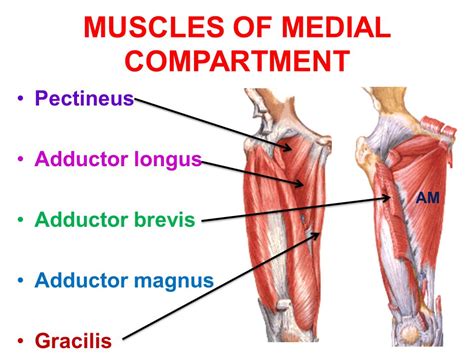 Musculus Adductor Longus анатомия и растяжка Авто мото orion