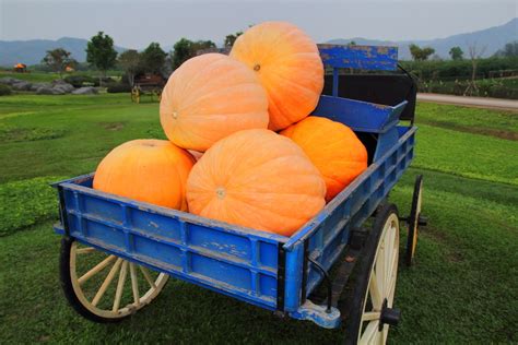 Growing Giant Pumpkins That Fill Everyone With Envy