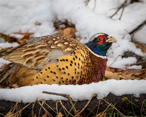 Ringneck Pheasant In The Snow Shot Hunter Flickr