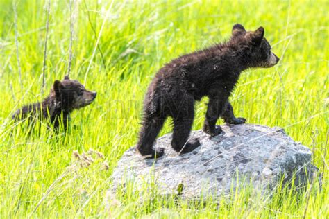 Black Bear Cubs – Tom Murphy Photography