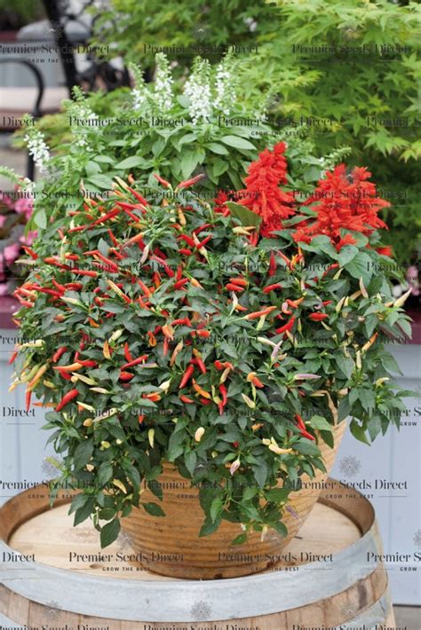 Hot Chilli Pepper Basket Of Fire F Pepper Hot Premier Seeds Direct Ltd