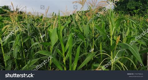 1,471 Maize Africa Images, Stock Photos & Vectors | Shutterstock