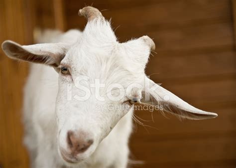 Curious Baby Goat Stock Photo | Royalty-Free | FreeImages