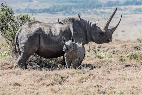 Black Rhino Pictures | Download Free Images on Unsplash