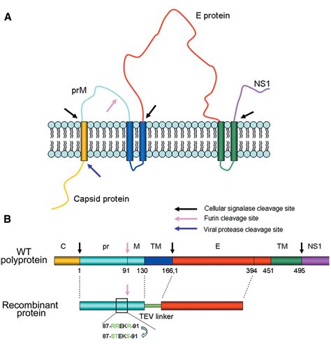 The Flavivirus Precursor Membrane Envelope Protein Complex Structure