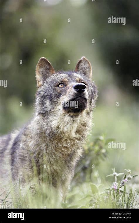 Iberian Wolf Canis Lupus Signatus Stock Photo Alamy