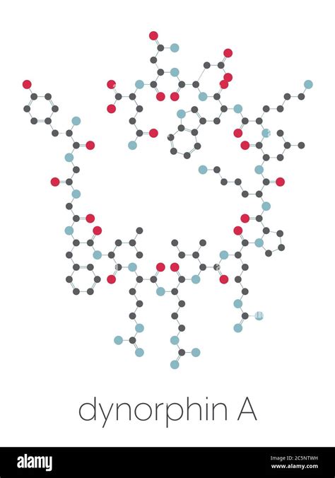 Dynorphin a endogenous opioid peptide molecule. Stylized skeletal ...