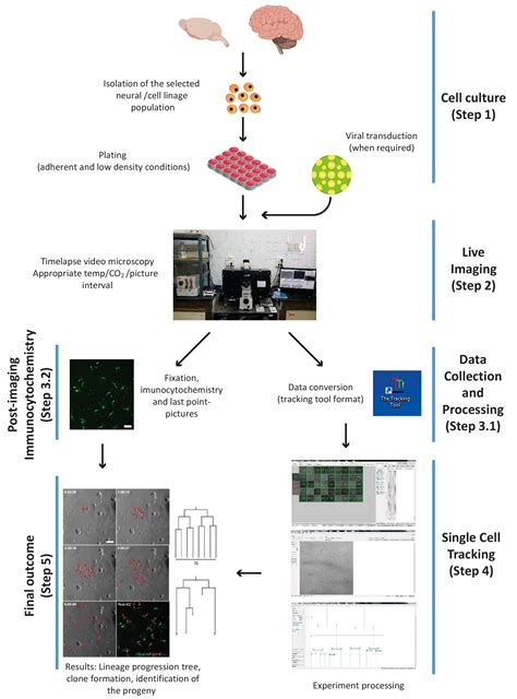 Live Imaging Followed By Single Cell Tracking To Monitor Cell Biology