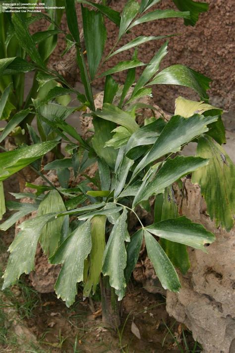 Plantfiles Pictures Wodyetia Species Foxtail Palm Wodyetia