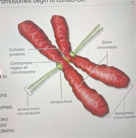 Chapter Bio Flashcards Quizlet