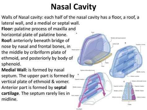 Anterior Floor Of Nasal Cavity Carpet Vidalondon