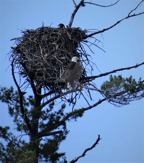 Eagle Nest by NerdBirdsStudio on DeviantArt