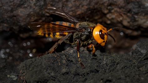 Asian Giant Hornet Queen