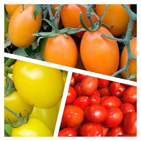 Roma Tomato Mix | Organic Seeds - Tim's Tomatoes