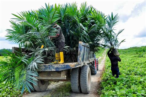 Wokers Lifting A Oil Palm Seedling To Be Planted In A Field Stock Image