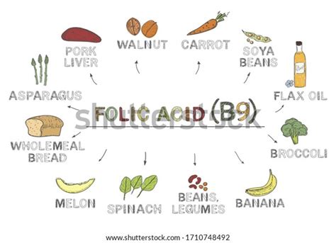 Vitamin B9 Folic Acid Infographics Foods Stock Vector Royalty Free 1710748492 Shutterstock