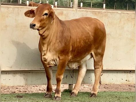 Beefmaster Brahman Cross Jandj Cattle Co