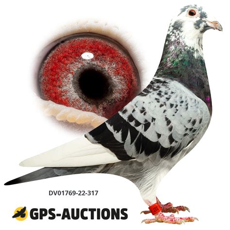 Mix Of Top Pigeons GPS Auctions