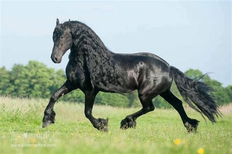 Pin Auf Horses Friesenpferde Schöne Pferde Große Pferde