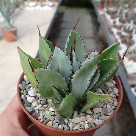 Agave potatorum cv Cubic Uhlig Kakteen Über 5000 verschiedene Arten