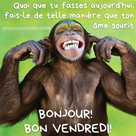 Bon Vendredi Humour Image Singe