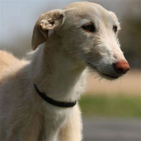 What does a galgo dog look like? - DIY Seattle