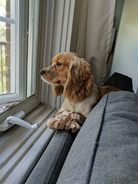 Majestic Theodore Looking Over His Kingdom Like A Gentlemen Scrolller