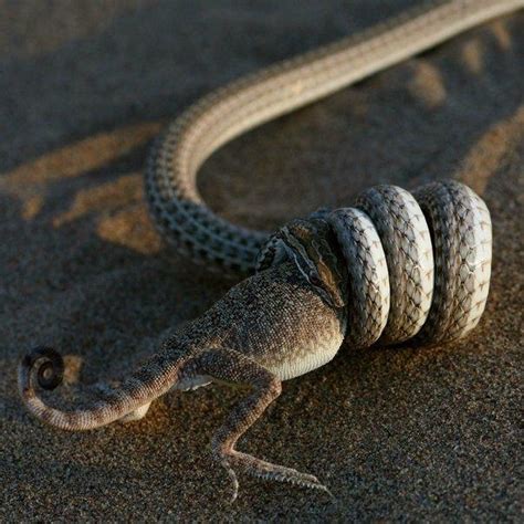 Life is short, but snakes are long: November 2012