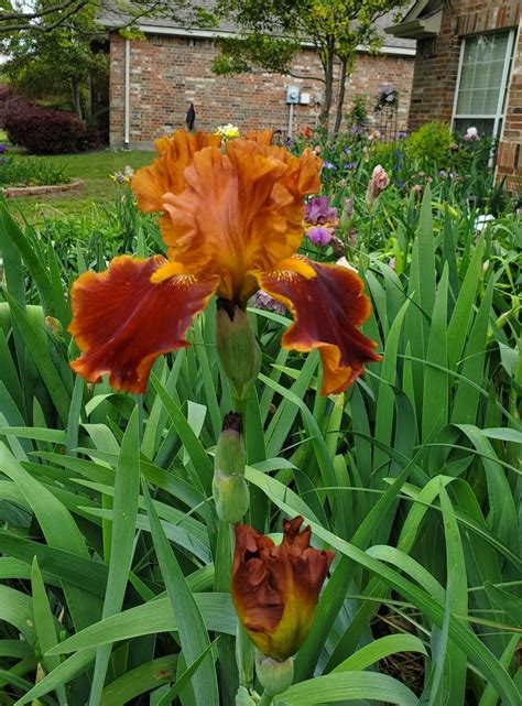 Photo Of The Bloom Of Tall Bearded Iris Iris Rustler Posted By