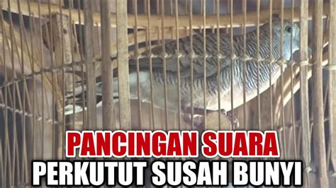 PERKUTUT LOKAL GACOR BUAT PANCINGAN SUARA BESAR AMPUH JERNIH YouTube