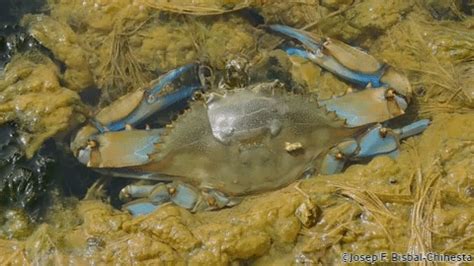 Sargantanes i Dragons: Callinectes sapidus - El cranc blau, la nova