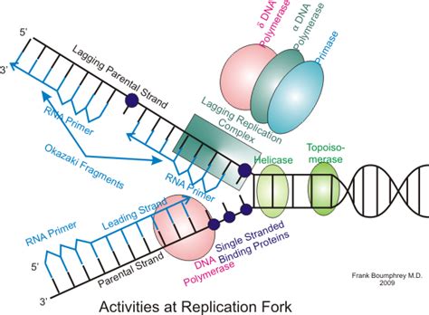 An Untangled Problem for Evolution: DNA Topoisomerase. | Come Reason's ...