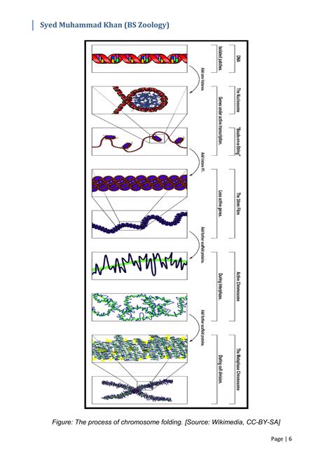 Structure of Chromosomes | PDF