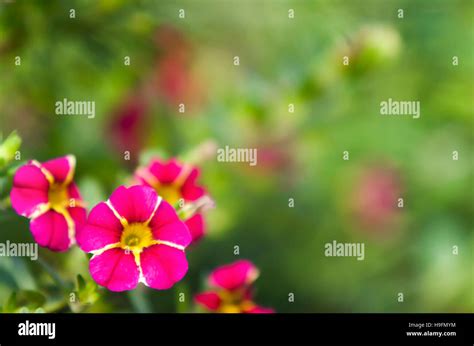 Pink and green floral background Stock Photo - Alamy