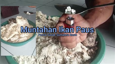 Ambergris Muntahan Ikan Paus Youtube