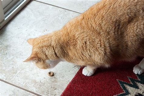 Crunchy Tuna Cat Treats Recipe | POPSUGAR Pets