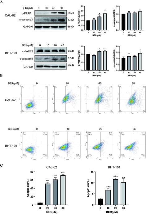 Figure From Berberine Exhibits Antitumor Effects By Activating