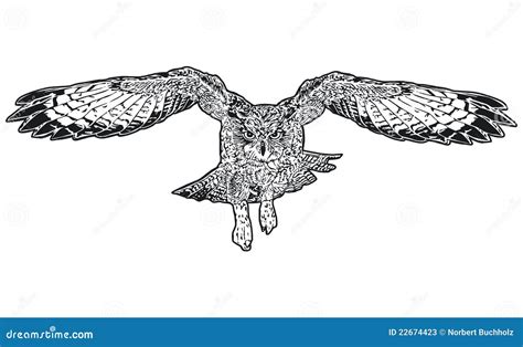 Flying Owl Sketch Stock Photos - Image: 22674423