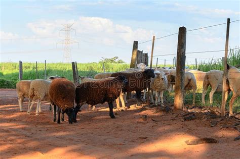 Sheep Inside and Outside of the Fence of the Pasture Stock Photo ...