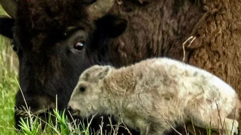 Lakota Prophecy Comes to Life with Birth of Rare White Buffalo Calf in ...