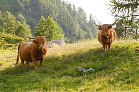 Highland Cattle: Get to Know This Sweet, Gentle Breed