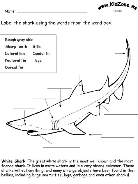 Fun Printable Shark Worksheets Nursery Sinhala