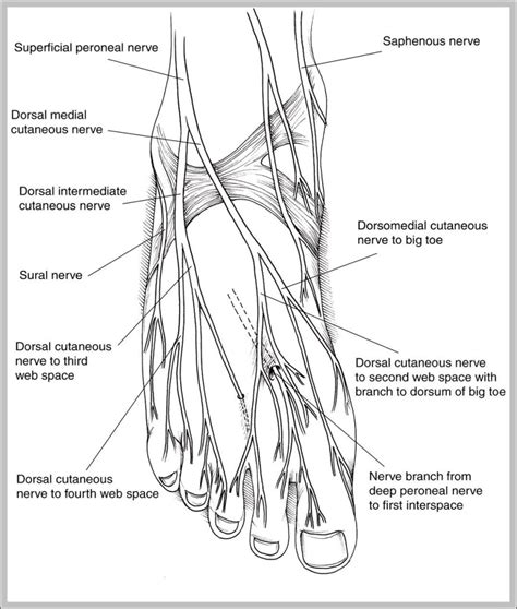 human nerves diagram – Graph Diagram