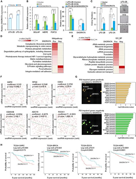 Frontiers LncRNA H19 Suppresses Osteosarcomagenesis By Regulating